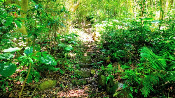 紅壇上紗帽山,花卉中心3016467