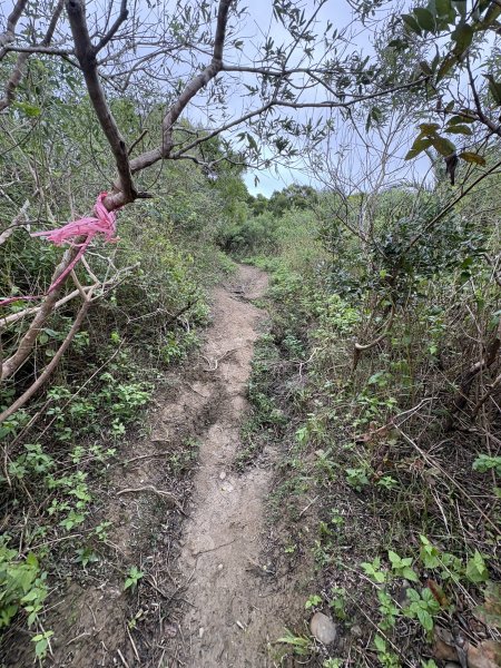 20251129大山母山步道2951880