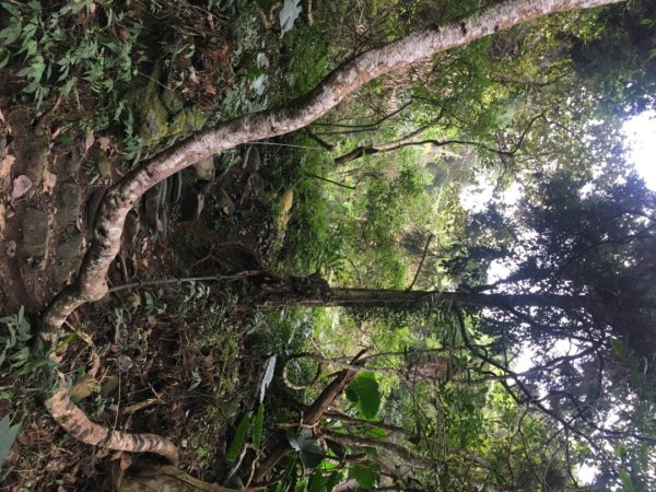 鳥嘴山（上島2708546