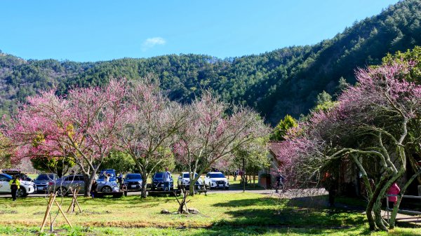 《踏莎行・武陵山櫻》2712457