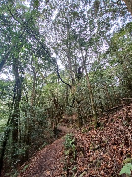 【台中和平】巧遇藍腹鷴帝雉。 稍來山步道2749905