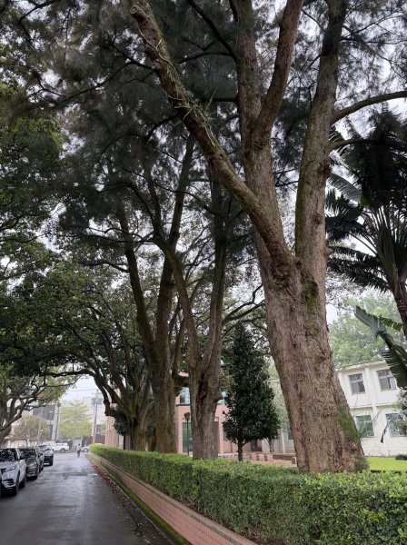 [樟之細路_第一大段RSA03] 2026_0329 石園3027058
