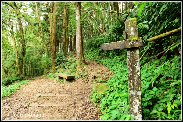 奮起湖大凍山步道尋幽71825