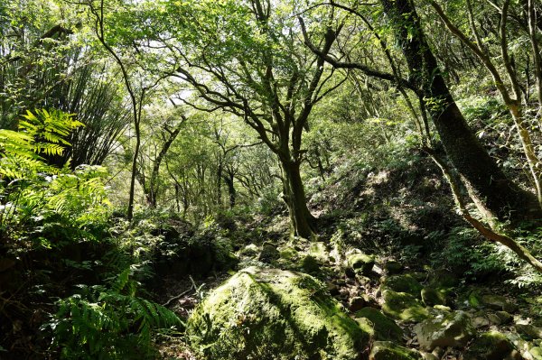 臺北 士林 香對山、頂山、杏林山、北五指山、高頂山、北頂山、馬蕃山、頂山溪山、五指山2703274
