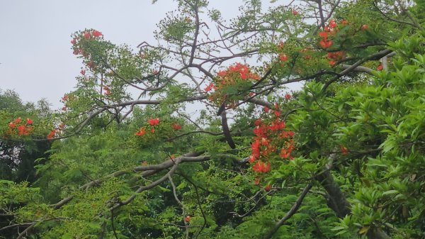 新竹小百岳十八尖山+成功池深度遊3060414