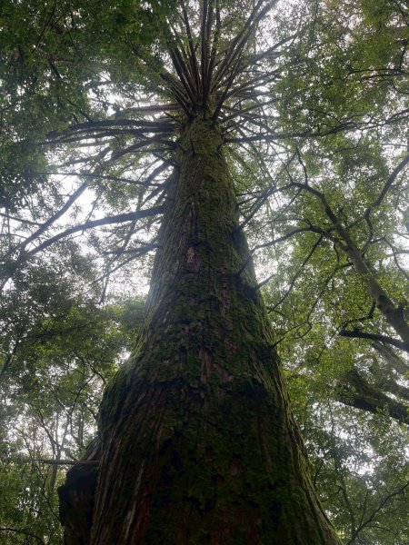 新竹 五峰 觀霧國家森林遊樂區 觀霧瀑布步道+賞鳥步道2811435