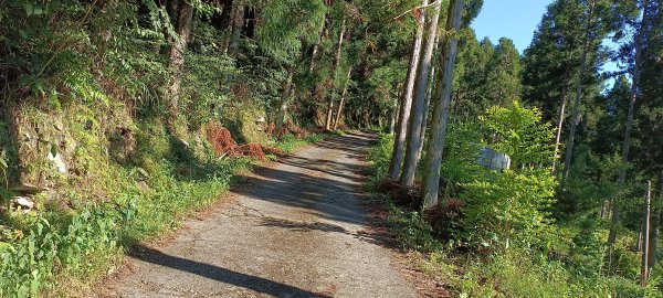 2024/07/06_鳥嘴山步道2545444