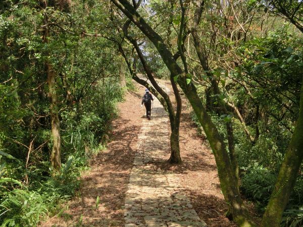平湖森林步道．內平林山109363
