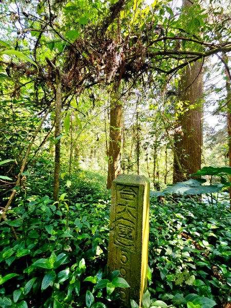 溪頭四秀 - 南投縣鹿谷鄉3023268