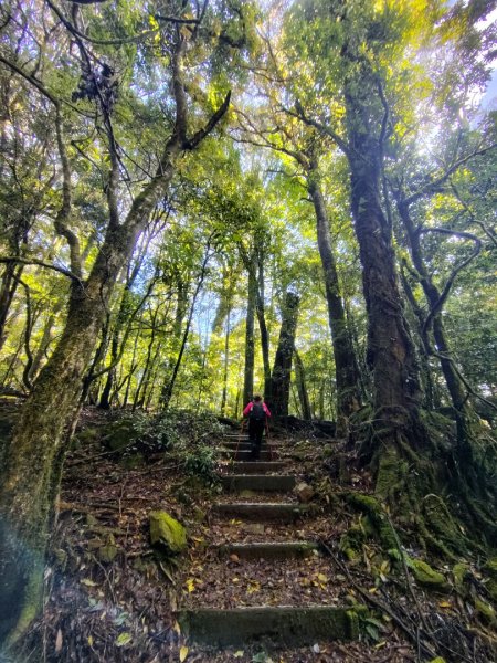 稍來小雪山國家步道、船型山、鞍馬山、鞍馬山東北峰、天池、雪山神木2799830