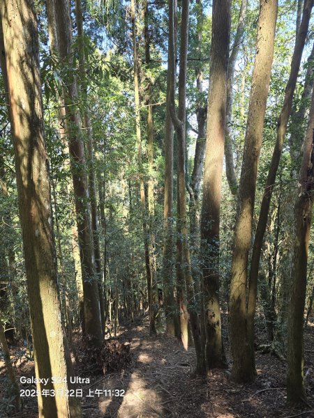 2025-03-22油羅山步道2743417