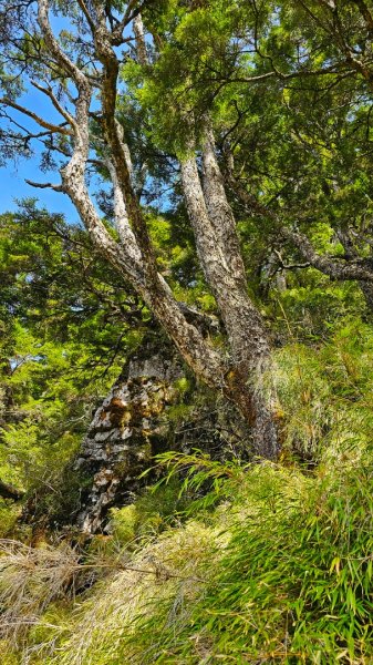 112.04.16 玉山前峰2123670