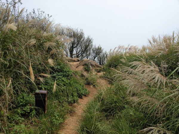 《百大必訪步道》大屯群峰步道(大屯主、南、西峰連走)1474521