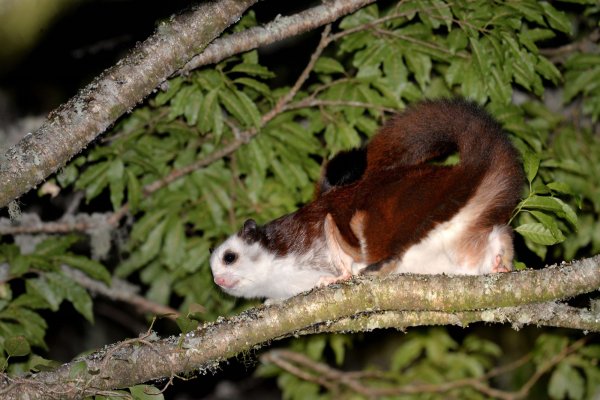 【活動】夏日繽紛夜 新竹林管處觀霧夜間生態教室開講！