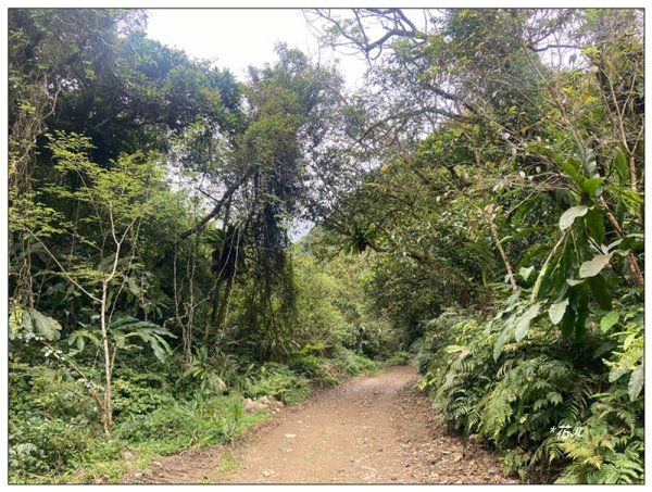 冷埤、粗坑山、血藤之旅3020366