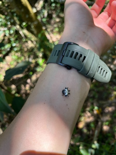 戶亞宇山基點峰-戶亞宇山主峰 2025.6.152815046