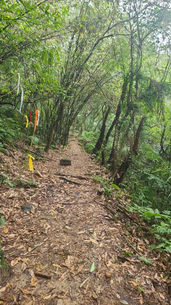 2025-01232淡蘭古道北二段(燦光寮古道到澳底)2696589