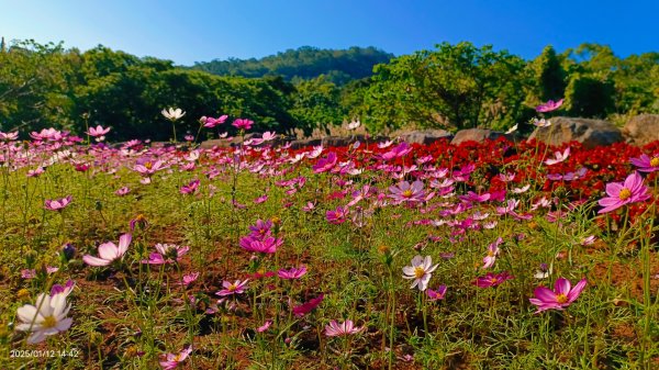 暖暖冬陽北投趴趴走，農禪寺/三層崎/貴子坑 #雪貂 #寵物貂2686756