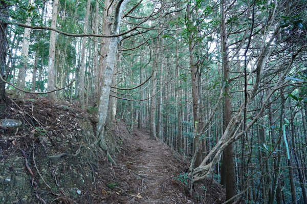 新竹 五峰 油羅山2654141