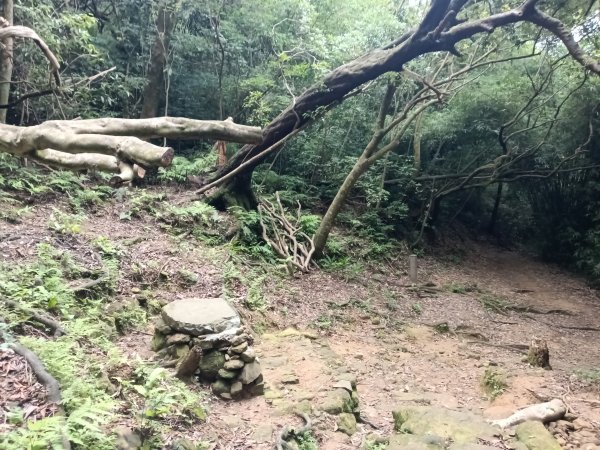 基隆市荖寮坑古道+十分古道(暖東舊道)+頂子寮山(嶺頭土地公)P字走2821573