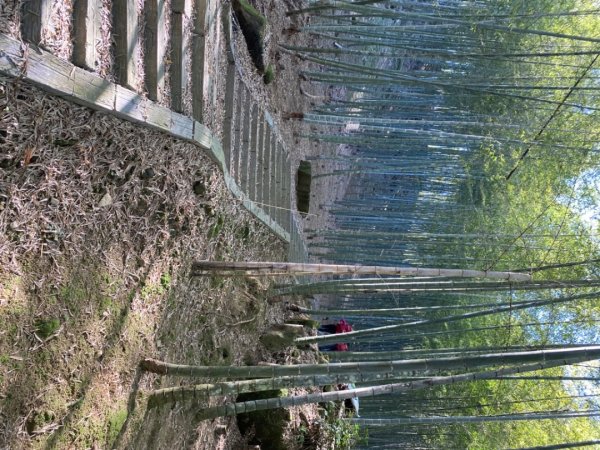 鹿谷大崙尾山、和雅挑竹古道7號、和雅挑竹古道6號O型走2425938