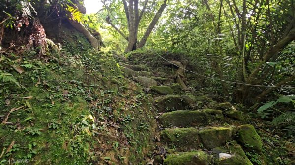 平湖西步道.內平林山.大坑山.平湖東步道O走全紀錄3094124