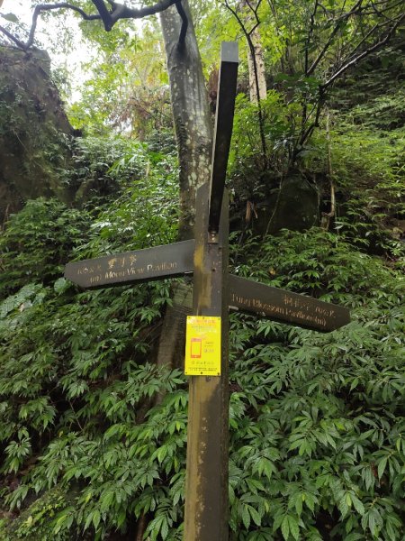 微笑山線：【天上山系】望月亭桐花段3001584