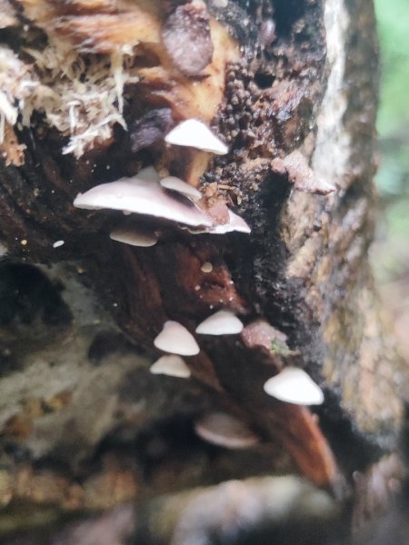 微笑山線之新店和美山-銀河洞2847786