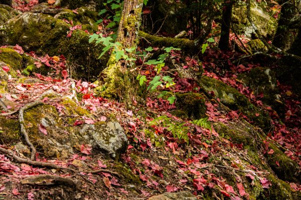 稍來山楓葉林2960892