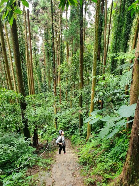 新竹民都有山，鵝公髻山，五指山，桃園赫威神木群步道，赫威山，高坡彩虹瀑布，苗栗山塘背步道，小北埔山1685628