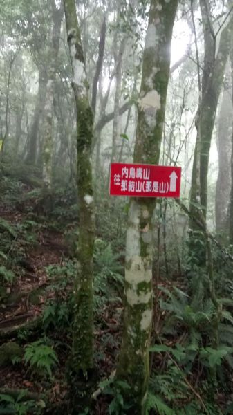 北得拉曼山登山步道神木區及內鳥嘴山連走356803