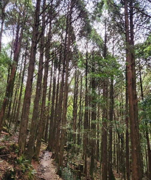 【中級山】谷關七雄八仙山2745065