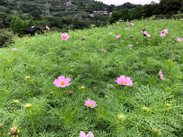 【新聞】樟樹茶飄香 波斯花海重現