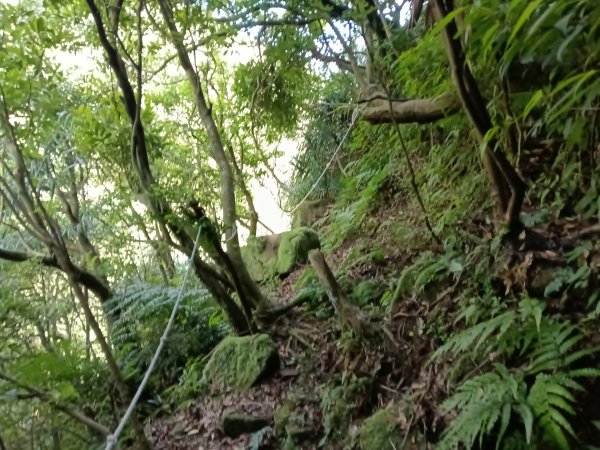 瑞芳區驚險驚嚇+短暫迷途的半屏大瀑布(瀑布稜)+小錐麓古道2886052