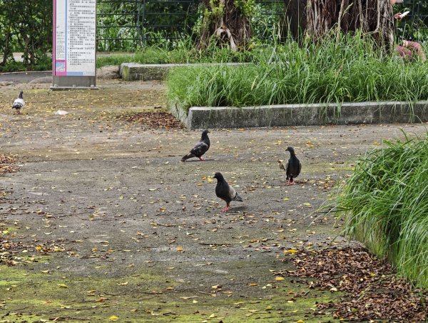 [跟著2025雙北世壯運探索雙北市-1/21] 2025_0607 飛盤競技道（華江雁鴨河濱步道）2807805