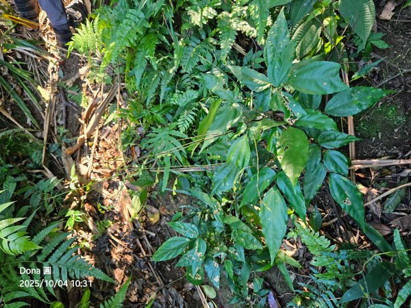 忘憂古道往白石後仙洞由東勢格古道走到平溪國中2908181