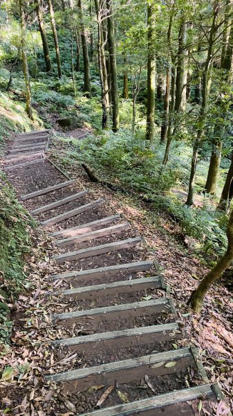 東眼山國家森林遊樂區-仙氣滿滿下午茶1201722