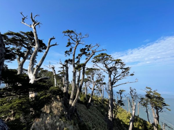見證最美麗北大武山雲海、鐵杉1318850