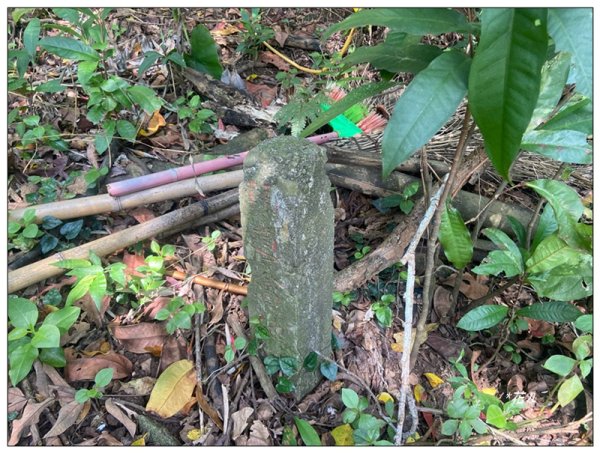 草嶺山、白石山、頭寮山 六連峰 O型路線2798526