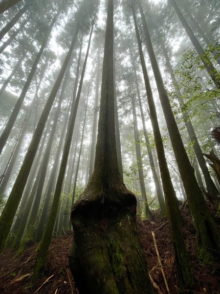 【油羅山/露營】 仙境舒活健走，雲端徜徉野趣！2887861