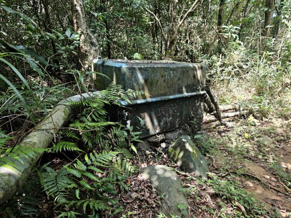 [淡蘭古道] 2026_0502 北路第二段_雞母嶺古道3047939