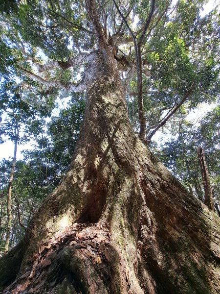 小出山(惠蓀林場上)202304162118302