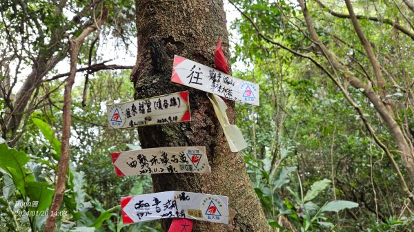 東勢大崙、東勢坑山、觀音湖山O走2986256