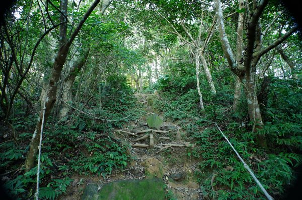 桃園 龍潭 太平山、清水坑山、石門山、小粗坑山、大竹坑山2977101