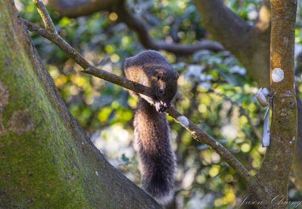 [台北]大崙頭山、碧山巖、忠勇山2746231