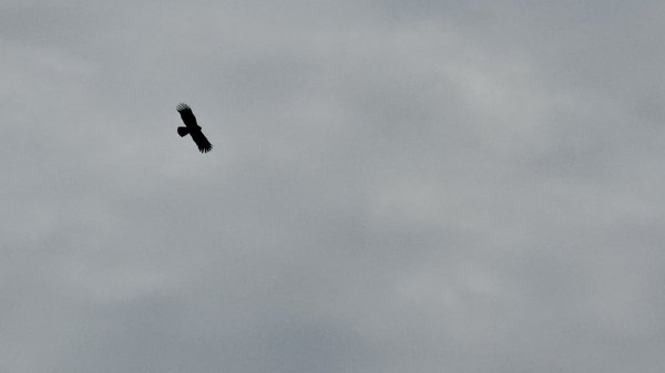 鳶嘴山+稍來神木2709861