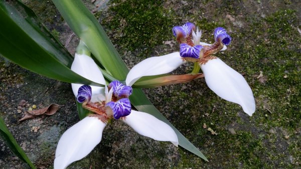 內湖金面山步道890422