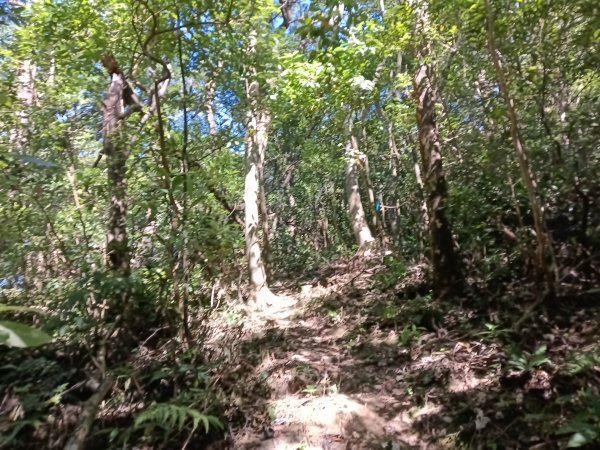 雙溪區中坑東山去回+林厝前荷花2877653