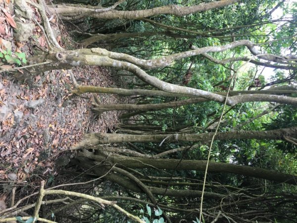 糖子恩山（鐵谷山宮2752033