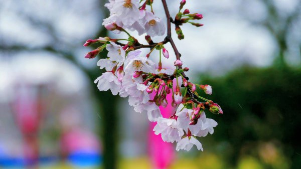 宮崎青島,母智丘,桷志田,櫻島,渡輪3027907